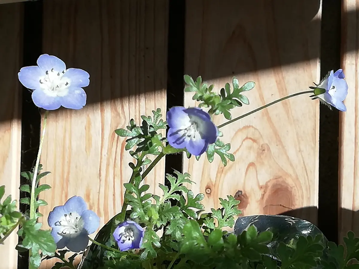 ガーデニング 室内で育てる多年草。人気の鉢花 6選 初心者必見！ゆうゆうtime