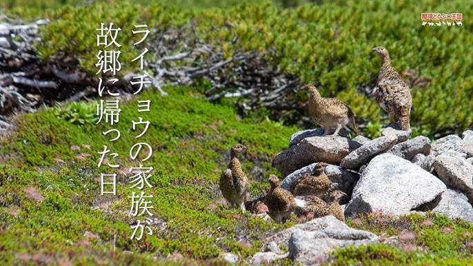 なぜ、ニホンライチョウは北海道にいないのだろう？ | 釧路湿原＆阿寒の自然ガイド《クスリ凸凹旅行舎》へようこそ