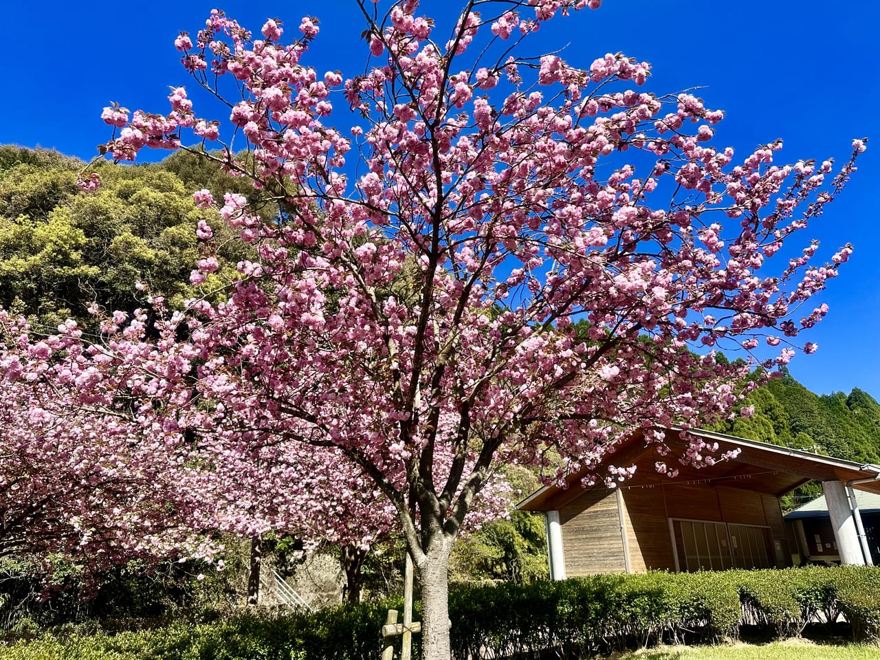 【川﨑桜・一ノ瀬美空💜乃木坂４６】『声優アテレコ特別講座③』超・乃木坂スター誕生 #51　続きは その他 説明欄にあります。