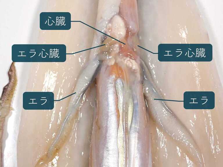 鈴木リズ‎〘公式‎〙性職者 on X: