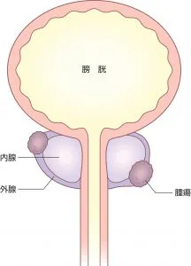 男性泌尿器科 | 松戸市五香｜泌尿器科・内科・皮膚科・美容皮膚科｜くぼたクリニック松戸五香