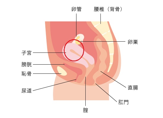 ポルチオを開発すると中イキできるかも！気持ちいい触り方やおすすめの体位をご紹介 | ファッションメディア