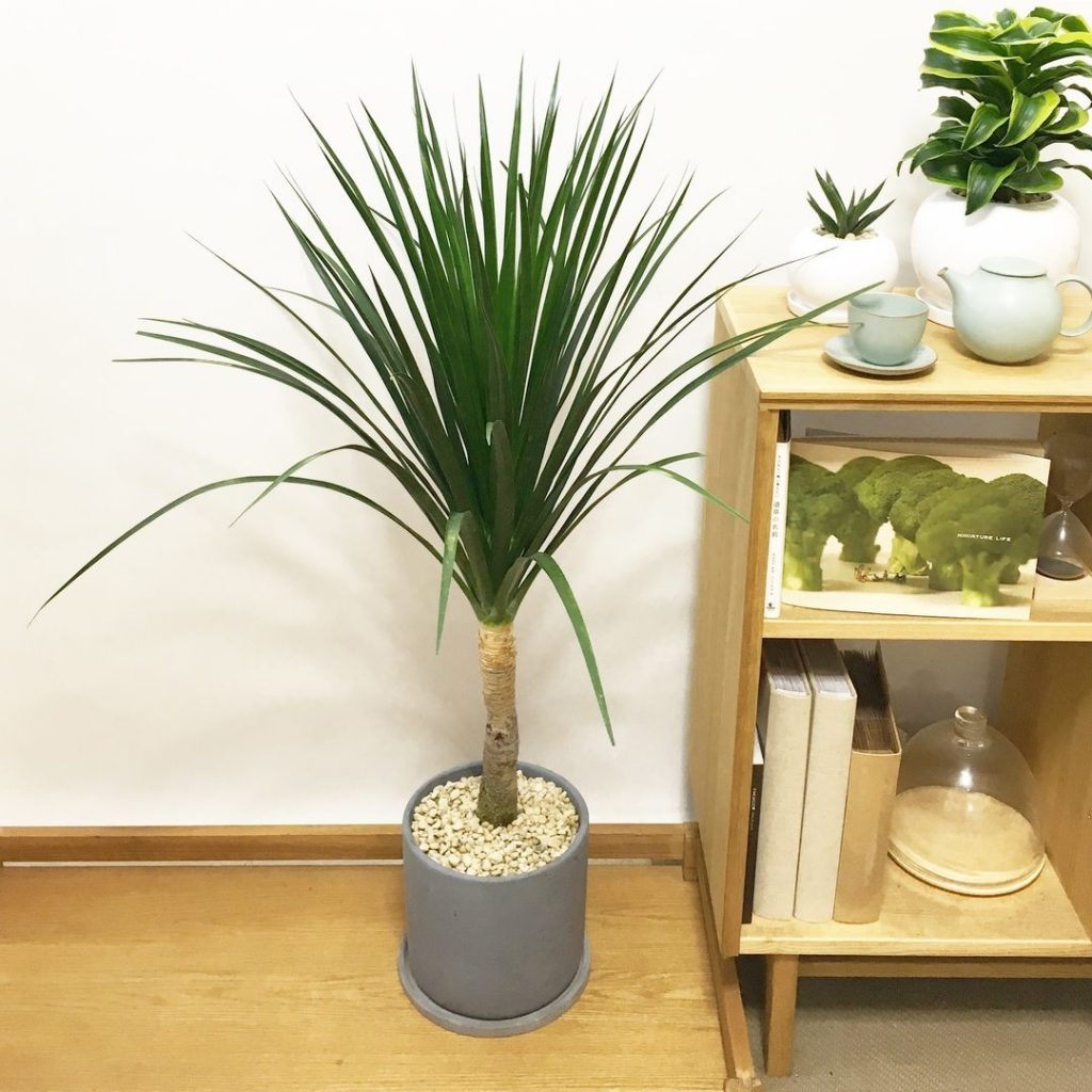 玄関＆玄関外におすすめ観葉植物10選風水で幸運を呼び込もう