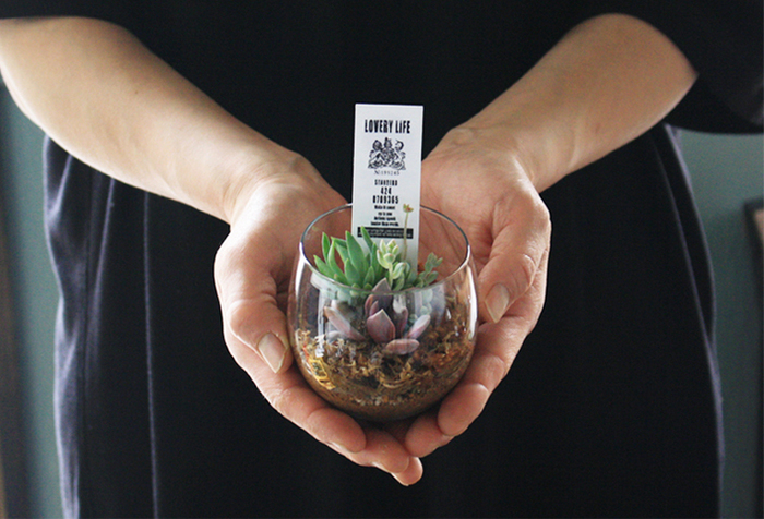 おしゃれなインテリアグリーンとして人気♪「サボテン」の植え方・育て方キナリノ