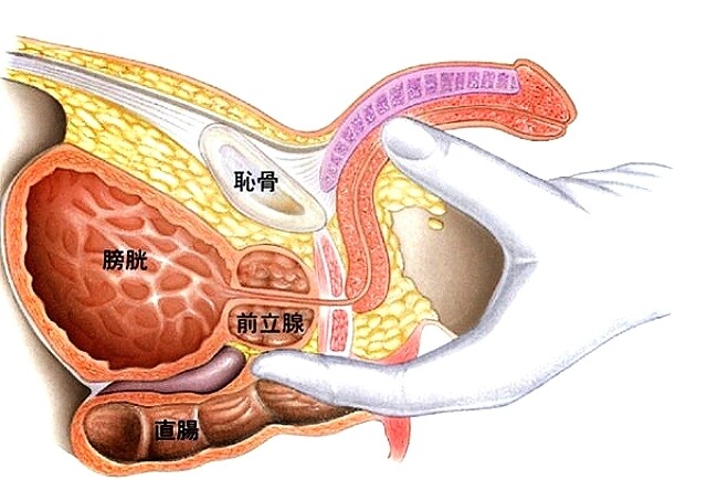 前立腺マッサージ師KEN】【縦動画】KENがところてん！新人ATSUSHIによる前立腺開発 | ゲイが選んだ男の動画