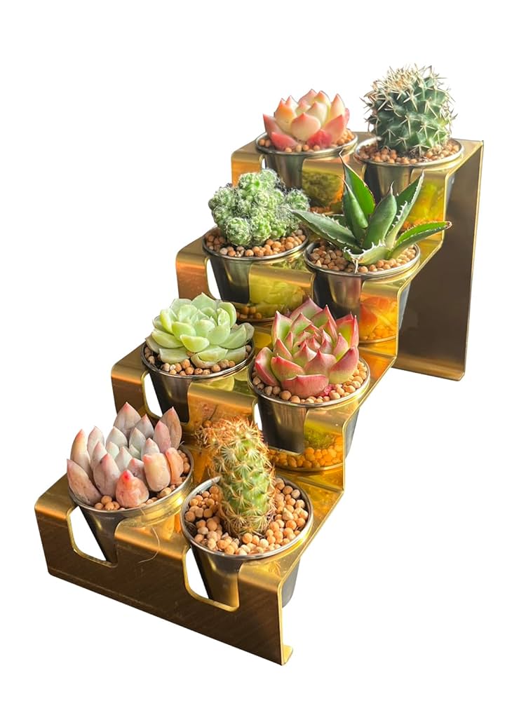 多肉小屋のディスプレイ。 : Kurumisucculent's Blog～くるみのたにく～