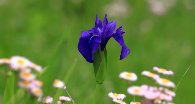 カキツバタ（杜若）の花言葉「幸福が来る」「幸せはあなたのもの」「贈り物」「高貴」「思慕」意味や種類・色別での説明｜デコーム