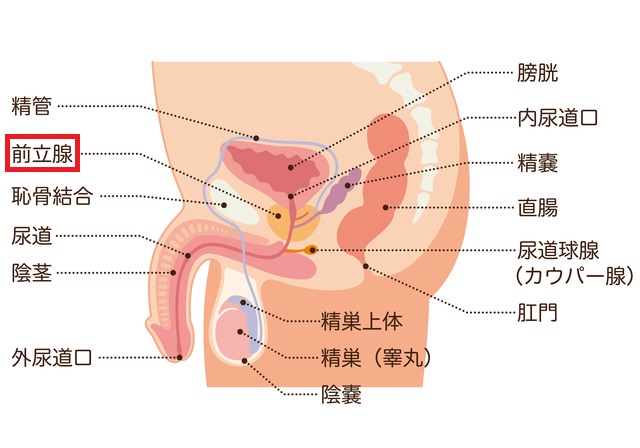 森下りりあ（31） 錦糸町 快楽M性感倶楽部～前立腺マッサージ専門～ - 錦糸町/風俗エステ｜風俗じゃぱん