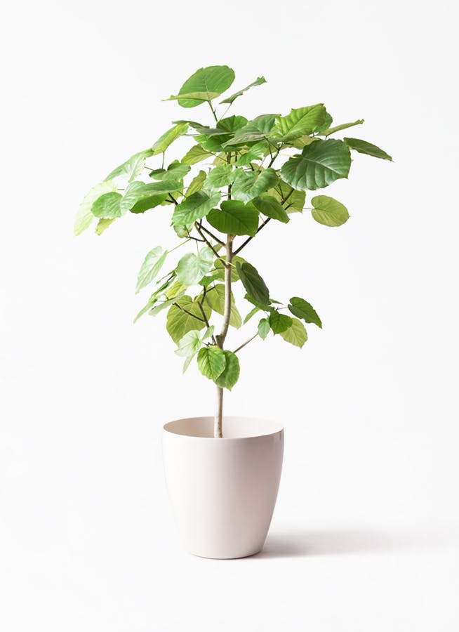 大型観葉植物の人気ランキングインテリア性◎で育てやすいのはどれ