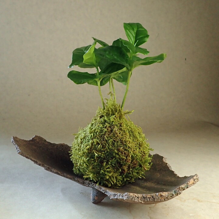 ハンギング モス 苔 吊り下げ 観葉植物 2個 セット おしゃれ 枯れない インテリア 天井 吊り 造花 リアル ミニ フェイク グリーン 室内 店舗ディスプレイ : ギフト雑貨のシルクドフラワー&グリーン - 通販 - Yahoo!ショッピング