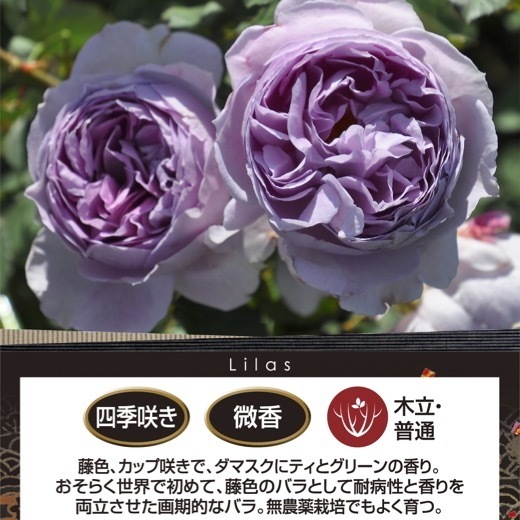 Rose【Lilas|リラ】- 1.5Gal +OwnRoot LivePlant| Perfect