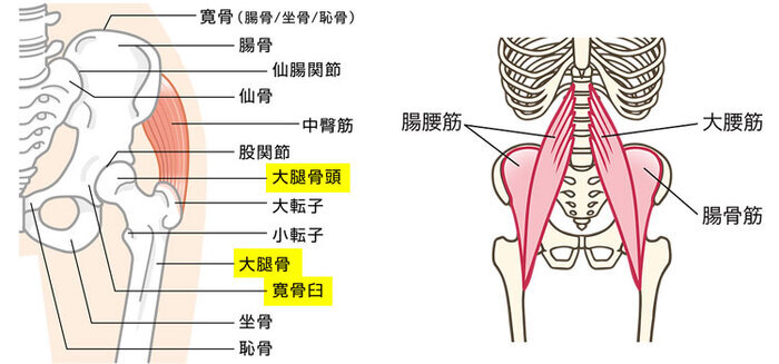 子宮の役割と構造｜生理痛と女性のからだの悩みに関する総合情報サイト「生理のミカタ」