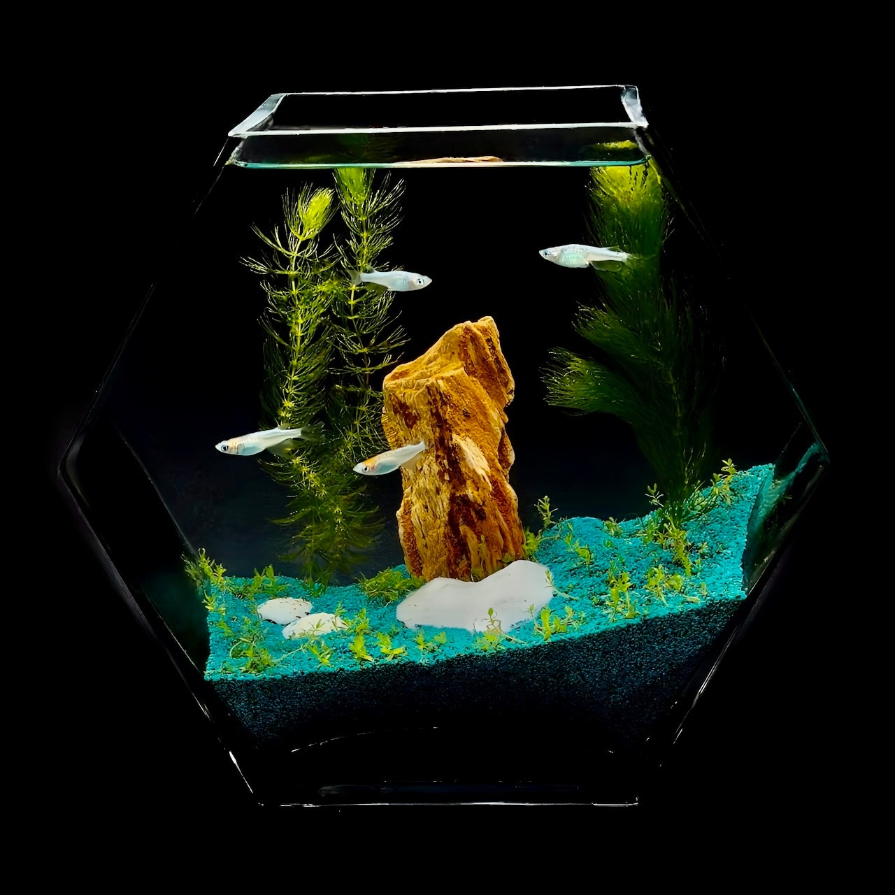 SHELOOMシェルーム海雑貨・貝殻アクセサリーショップ