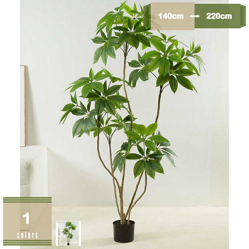 パキラ 観葉植物 室内 風水 金運アップ パキラの風水効果！おすすめの置き場所