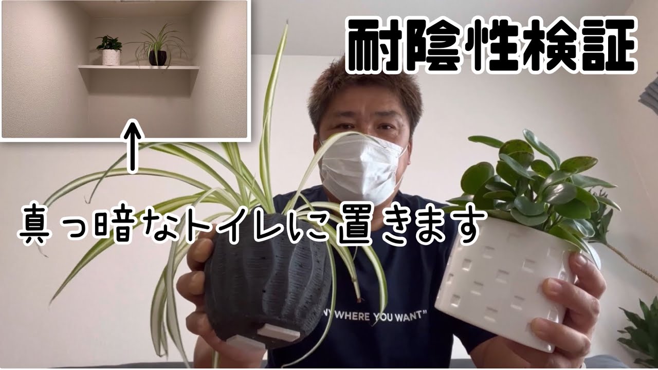 トイレ向きの観葉植物のおすすめ人気ランキング 2025年10月マイベスト