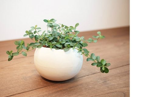 Iizuka-Kaen🌵サボテン🌵 オシャレなインテリアで大人気のサボテン サボテンに風水の効果がある‼️ 皆さん、知ってますか？ 風水では尖ったものには運気を跳ね返す効果があると言われており サボテンは魔除け厄除け邪気除けの効果があると言われ