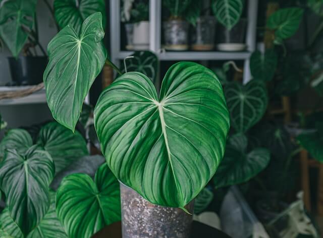 フィロデンドロンの最適な置き場所について