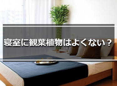 寝室に置くと逆効果？風水的にNGな観葉植物とその理由