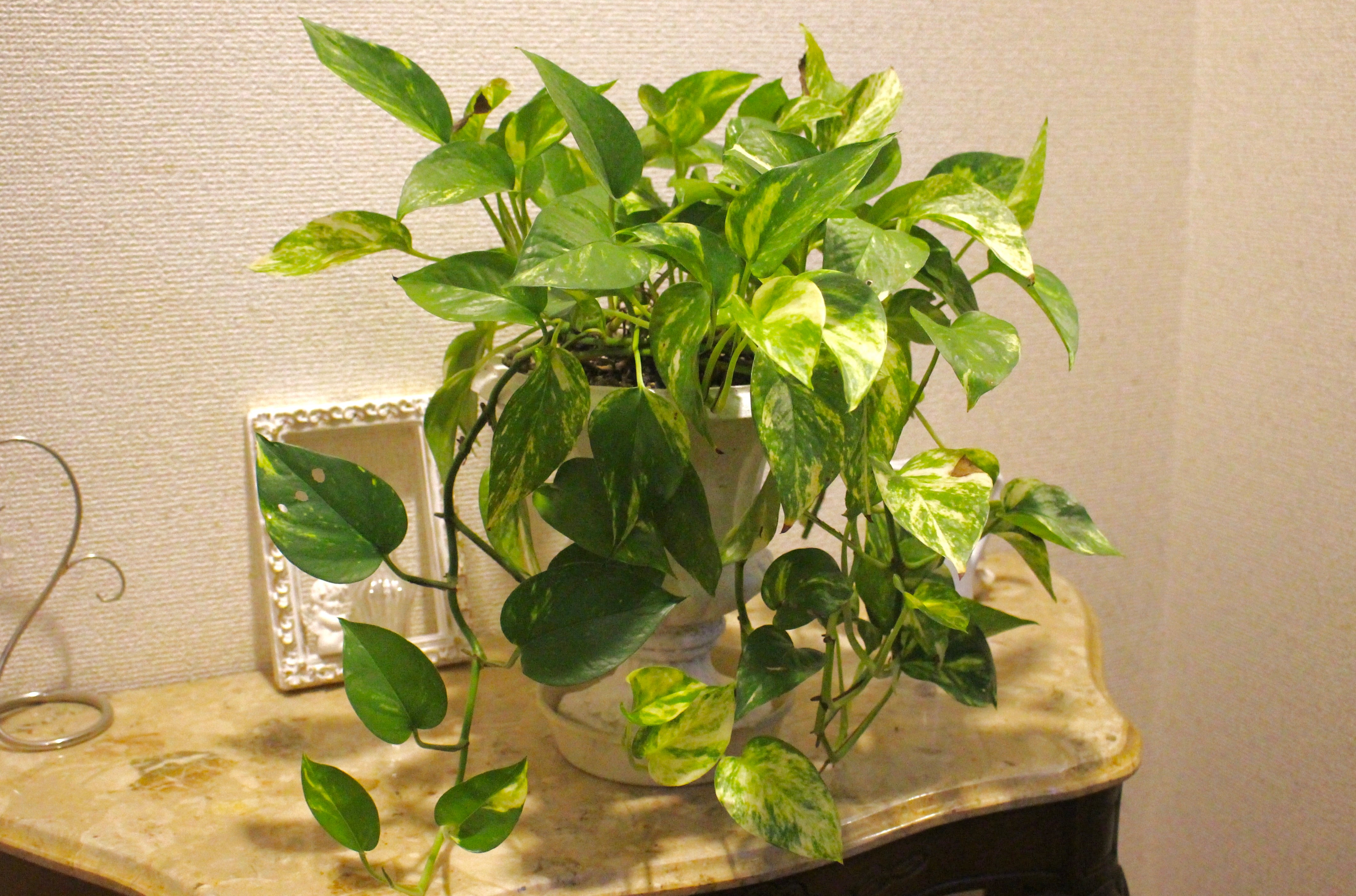 日陰に強い観葉植物９選！種類や育て方のポイントを徹底解説