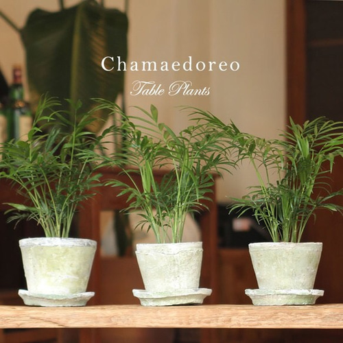 アレカヤシは風水アイテムとしてどんな意味を持つの？ 観葉植物の基礎知識APEGO