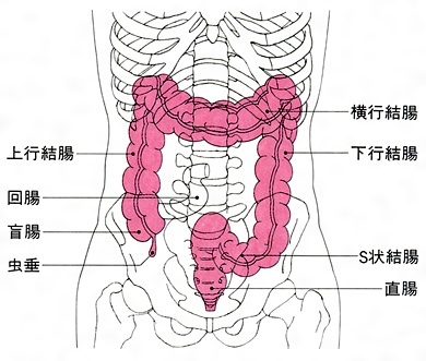 Amazon.co.jp: 人間のS状結腸鏡トレーニングシミュレーター -