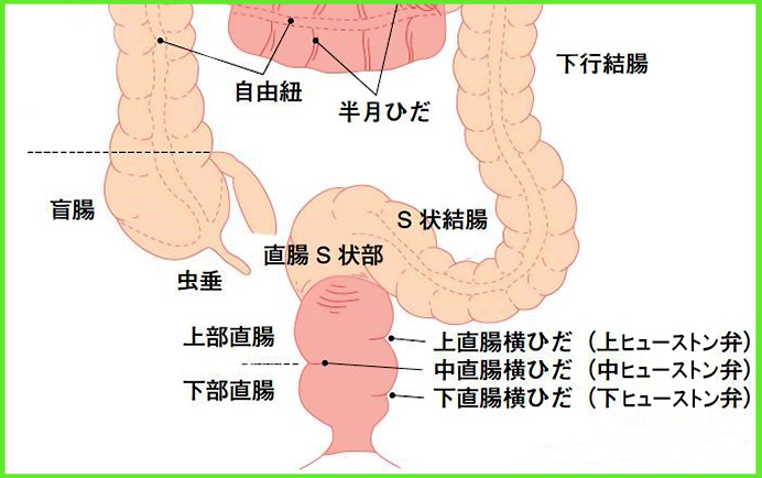 大腸（結腸・直腸）のがん｜横浜労災病院がん情報サイト～がんと向き合うあなたへ～